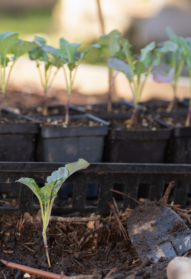 Young vegetable seedlings growing in pots with a garden trowel nearby